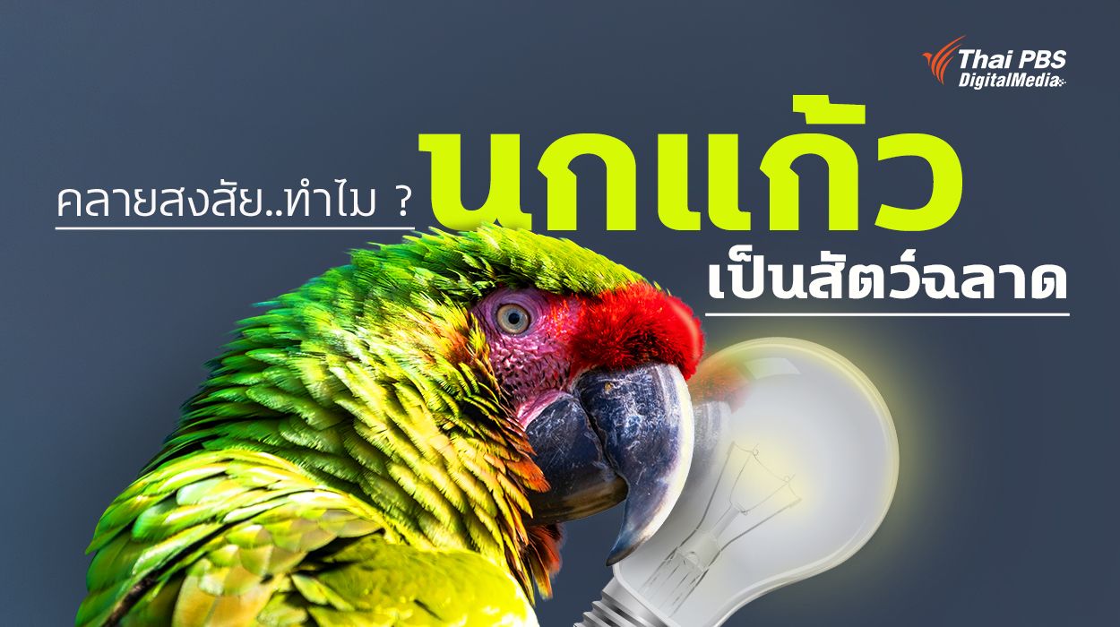 คลายสงสัย..ทำไม ? “นกแก้ว” เป็นสัตว์ฉลาด