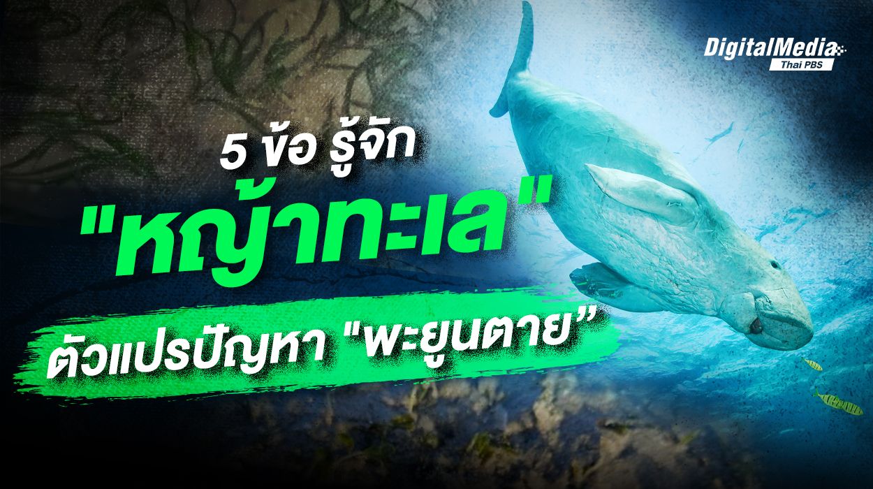 5 ข้อรู้จัก “หญ้าทะเล” ตัวแปรปัญหา “พะยูนตาย”