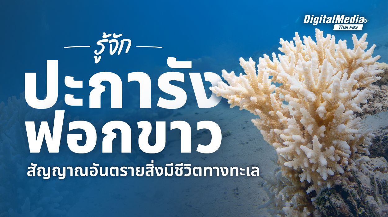 รู้จัก "ปะการังฟอกขาว" สัญญาณอันตรายสิ่งมีชีวิตทางทะเล