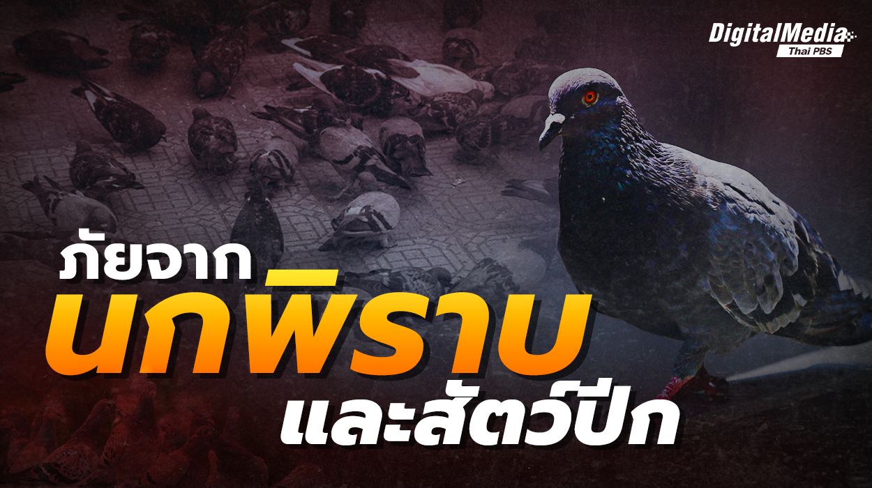 4 เรื่องควรรู้ ภัยร้ายจาก “นกพิราบ” เกิดได้อย่างไร ?