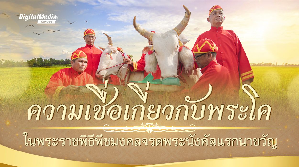 เปิดความเชื่อ ทำไมต้องเป็น "พระโค" ในพระราชพิธีพืชมงคลจรดพระนังคัลแรกนาขวัญ