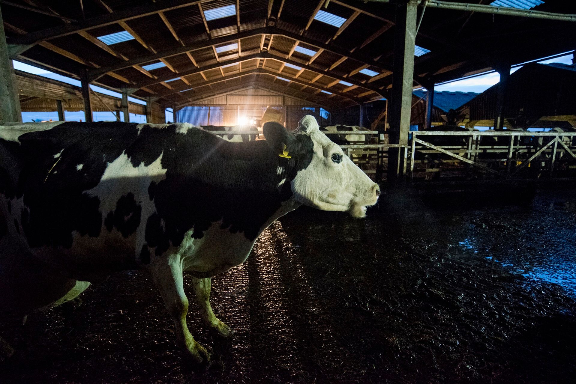 ภาพจากสารคดีเรื่อง COW