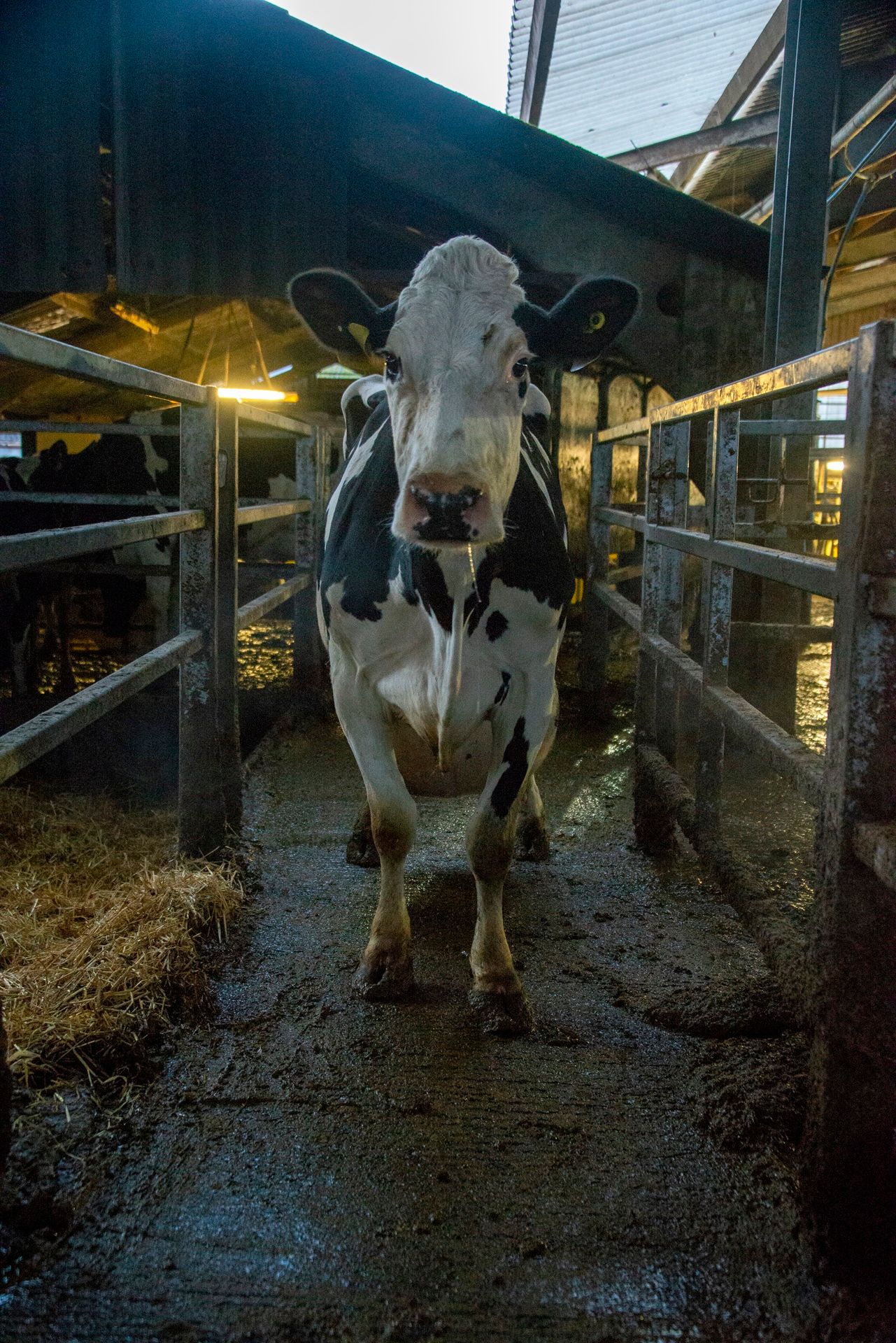 ภาพจากสารคดีเรื่อง COW