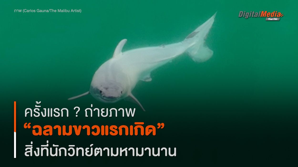 ครั้งแรก ? บันทึกภาพ “ฉลามขาวแรกเกิด” สิ่งที่นักวิทย์ค้นหามานาน