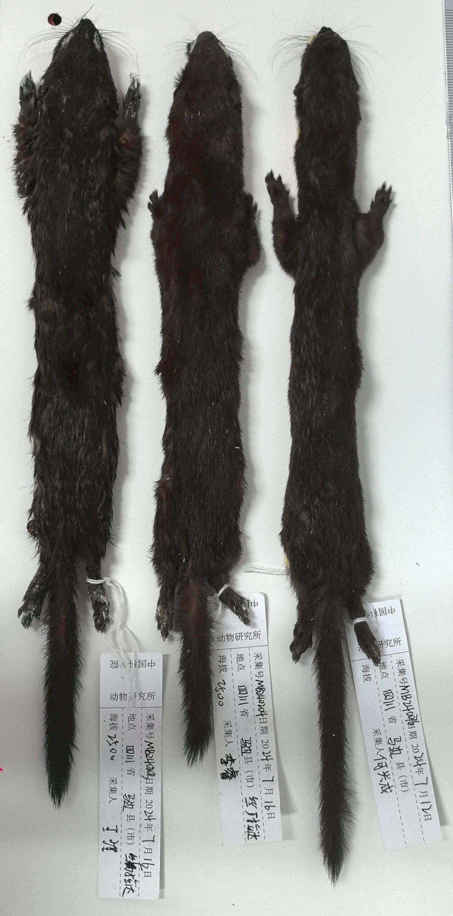 ตัวอย่าง "เพียงพอนหม่าเปียน" ภาพจากสถาบันสัตววิทยา สังกัดสถาบันบัณฑิตวิทยาศาสตร์จีน