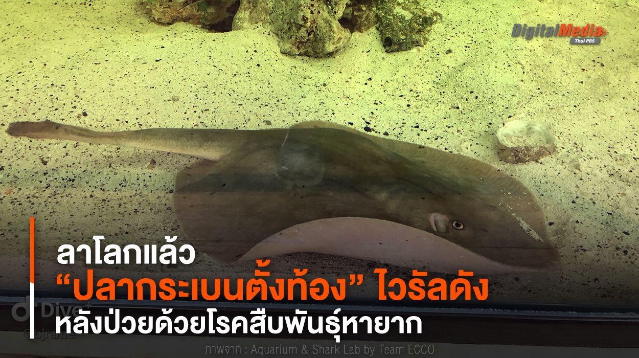 “ปลากระเบนตั้งท้อง” ไวรัลดัง ลาโลกแล้ว