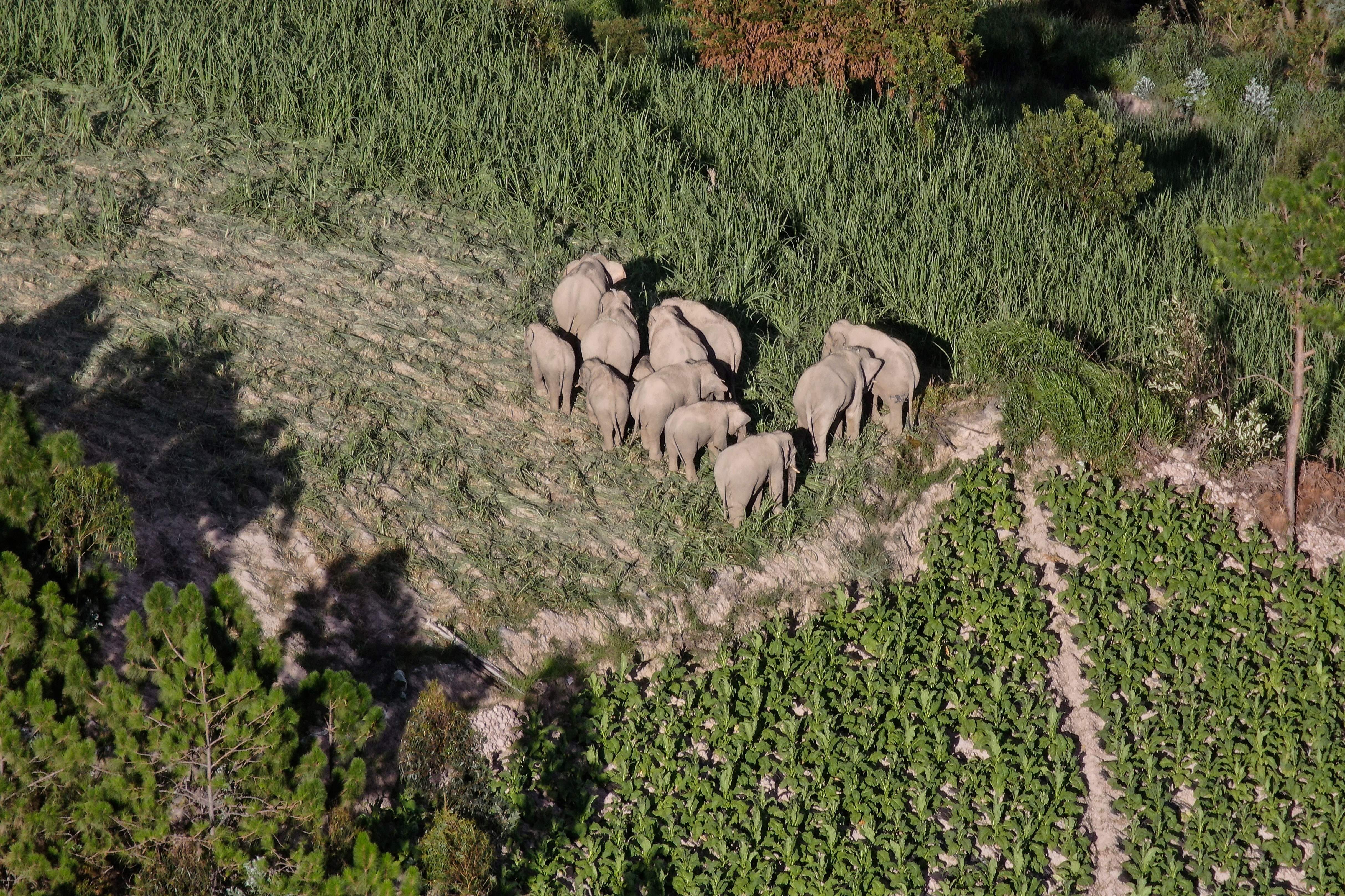 แม่แปรก ช้างตัวเมียผู้นำฝูง (Photo by Handout_Yunnan Forest Brigade/AFP)