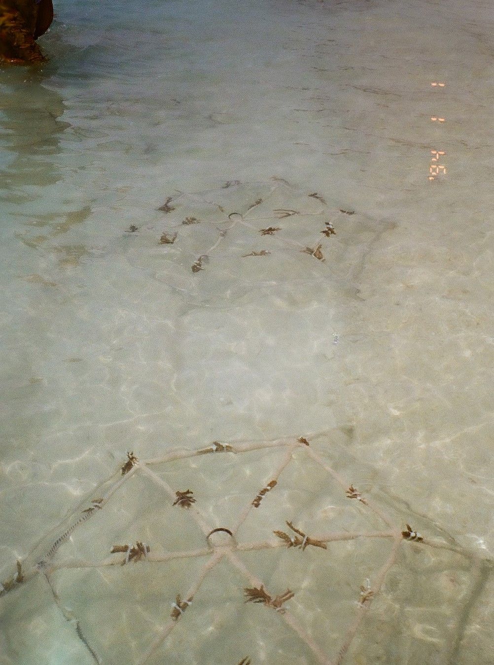 Coral planting is one way to restore the maritime ecosystem in the Maldives. (Photo: Peerachai Pasutan)