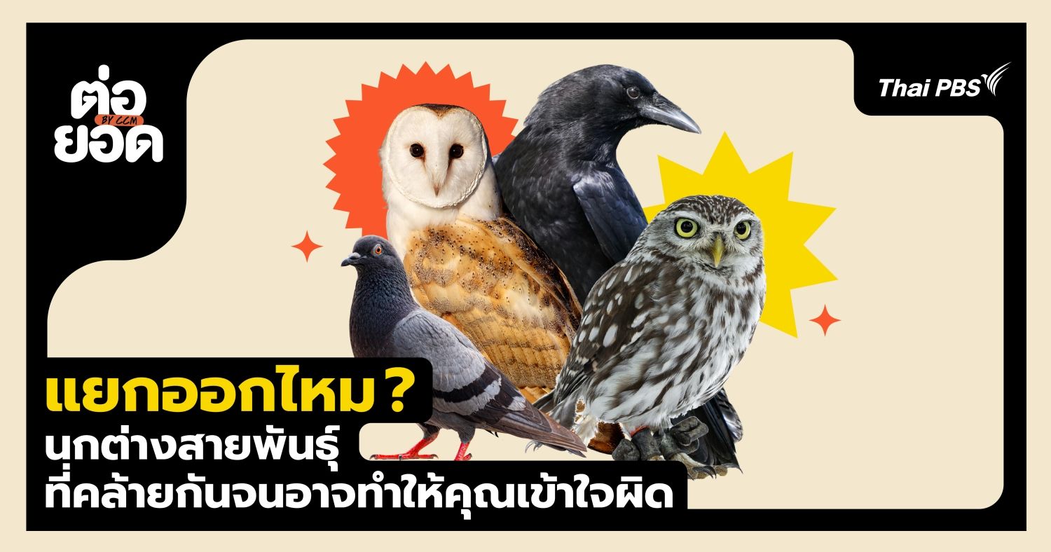 แยกออกไหม ? นกฝาแฝดต่างสายพันธุ์ที่คล้ายกันจนอาจทำให้คุณเข้าใจผิด