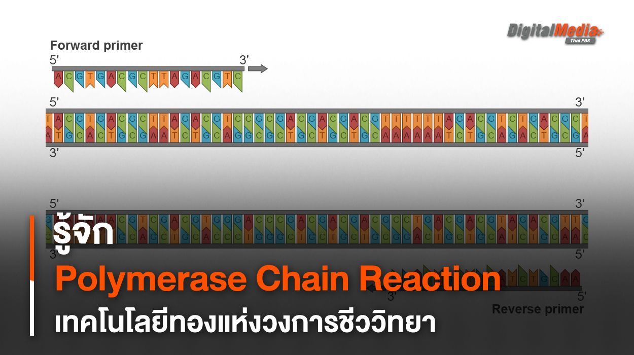 PCR เทคโนโลยีทองแห่งวงการชีววิทยา สำคัญอย่างไร ?