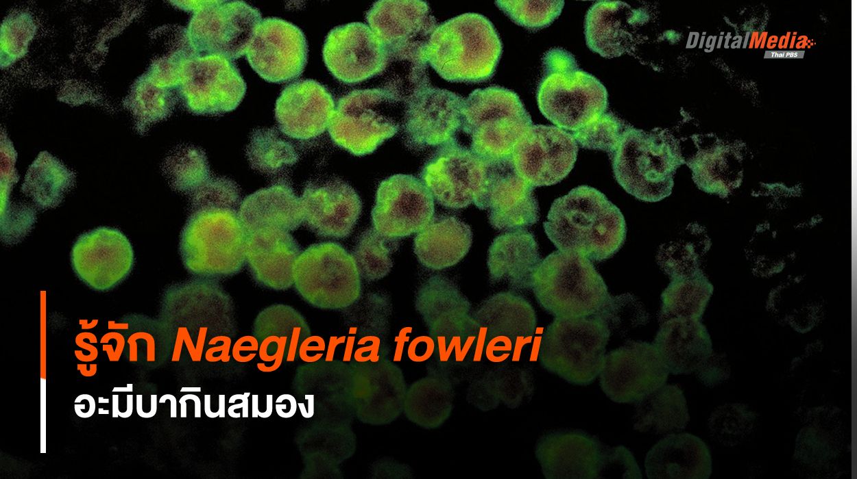 รู้จัก Naegleria fowleri อะมีบากินสมอง