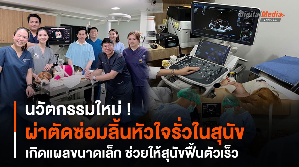 นวัตกรรมใหม่ ผ่าตัดซ่อมลิ้นหัวใจรั่วในสุนัข เป็นแผลขนาดเล็ก ช่วยฟื้นตัวเร็ว