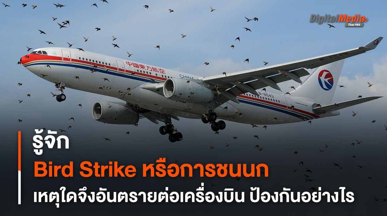 รู้จัก Bird Strike เหตุใดอันตรายต่อเครื่องบิน ป้องกันอย่างไร