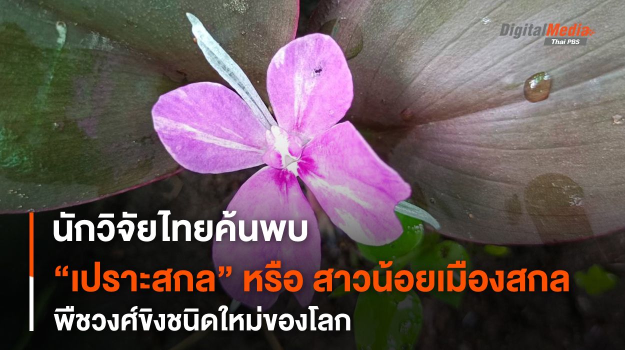 นักวิจัยไทยค้นพบ "เปราะสกล" หรือ "สาวน้อยเมืองสกล" พืชวงศ์ขิงชนิดใหม่ของโลก