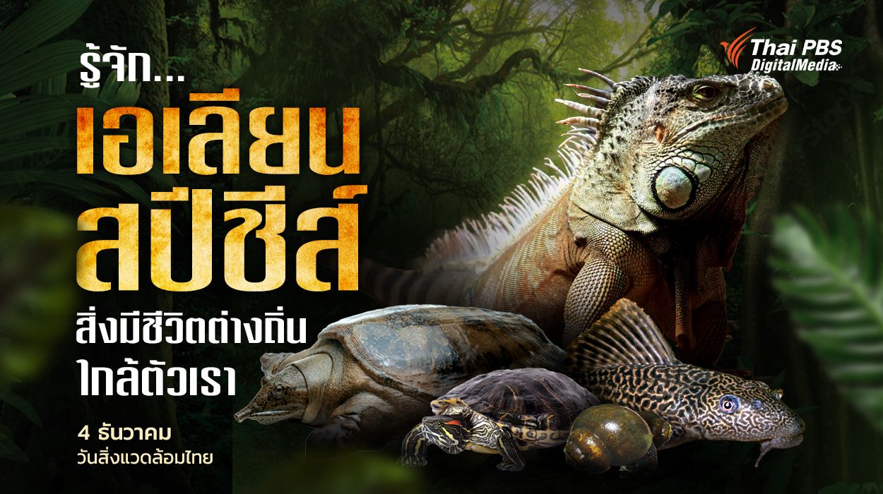 ชวนรู้จัก "เอเลียน สปีชีส์" คืออะไร ส่งผลกระทบต่อระบบนิเวศในไทยอย่างไร ?