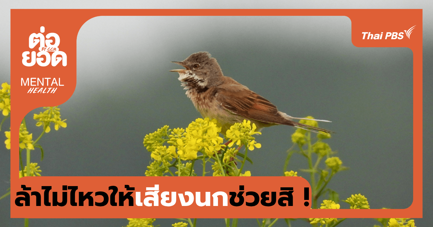 ล้าไม่ไหวให้เสียงนกช่วย ! ลองวาร์ปไปฟัง "เสียงนกร้อง" ตัวช่วยฮีลใจ เพิ่มพลังบวกให้ชีวิต