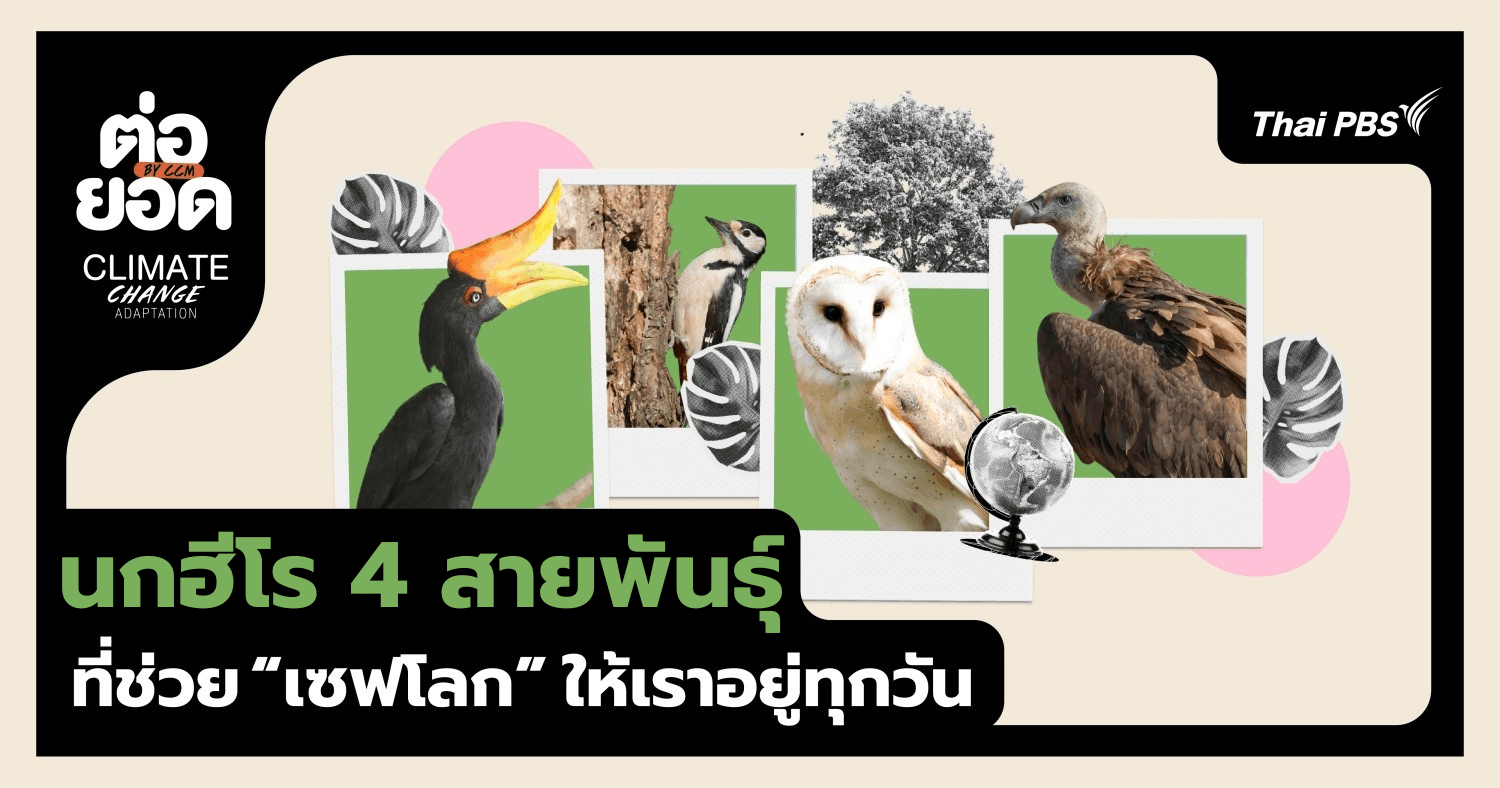 พารู้จักนกฮีโร่ 4 สายพันธุ์ใกล้ตัวที่ช่วย “เซฟโลก” ให้เราทุกวัน