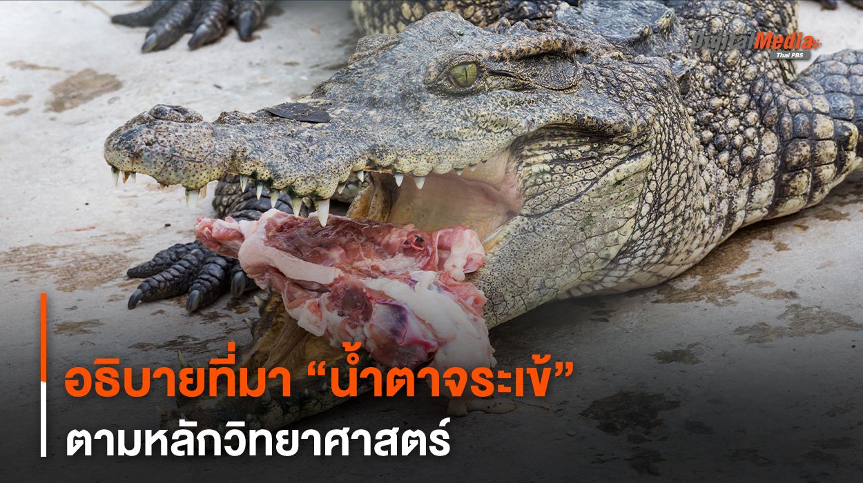 อธิบายที่มา “น้ำตาจระเข้” ตามหลักวิทยาศาสตร์