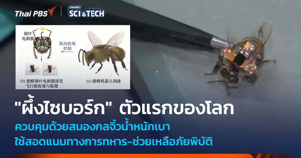 "ผึ้งไซบอร์ก" ตัวแรกของโลก ควบคุมด้วยสมองกลจิ๋วน้ำหนักเบา ใช้สอดแนมทางทหาร