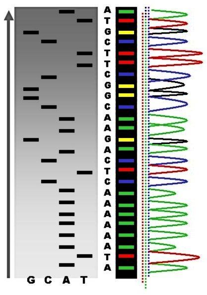 การอ่าน DNA มีหลากหลายวิธี ซึ่งมีประสิทธิภาพในการอ่านที่แตกต่างกัน เช่น ใช้เวลาต่างกัน ความยาวในการอ่านต่างกัน