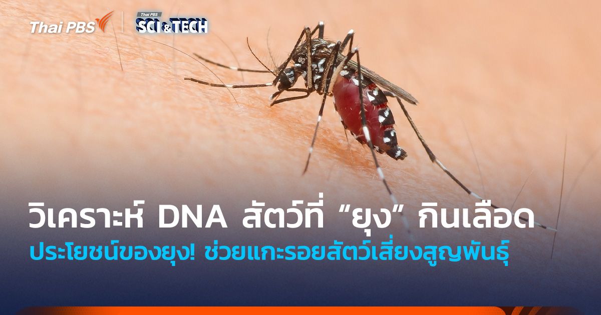 ประโยชน์ยุง! นักวิทย์วิเคราะห์ DNA สัตว์ที่ยุงกินเลือด แกะรอยสัตว์เสี่ยงสูญพันธุ์
