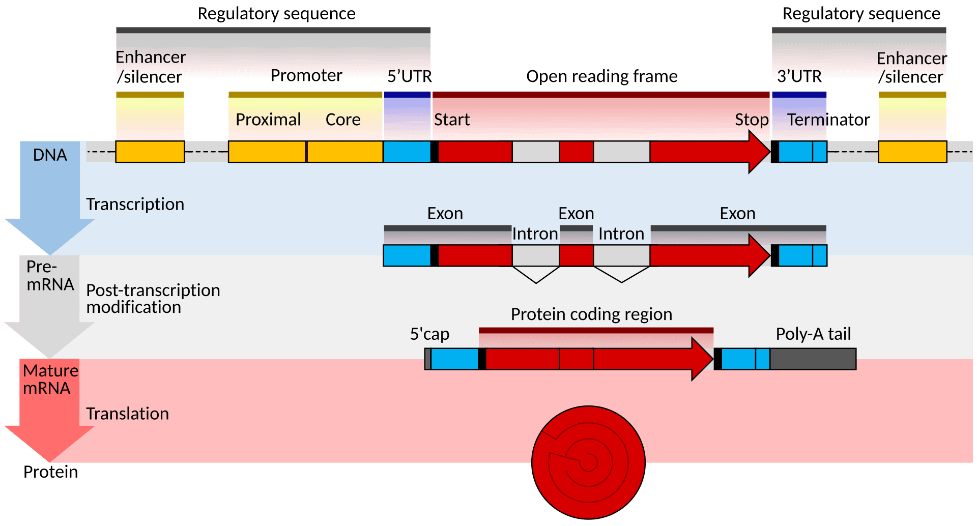การแปลง DNA เป็นโปรตีนที่สามารถใช้งานได้ในร่างกายอาศัยกลไกการสร้าง Messenger RNA หรือ mRNA