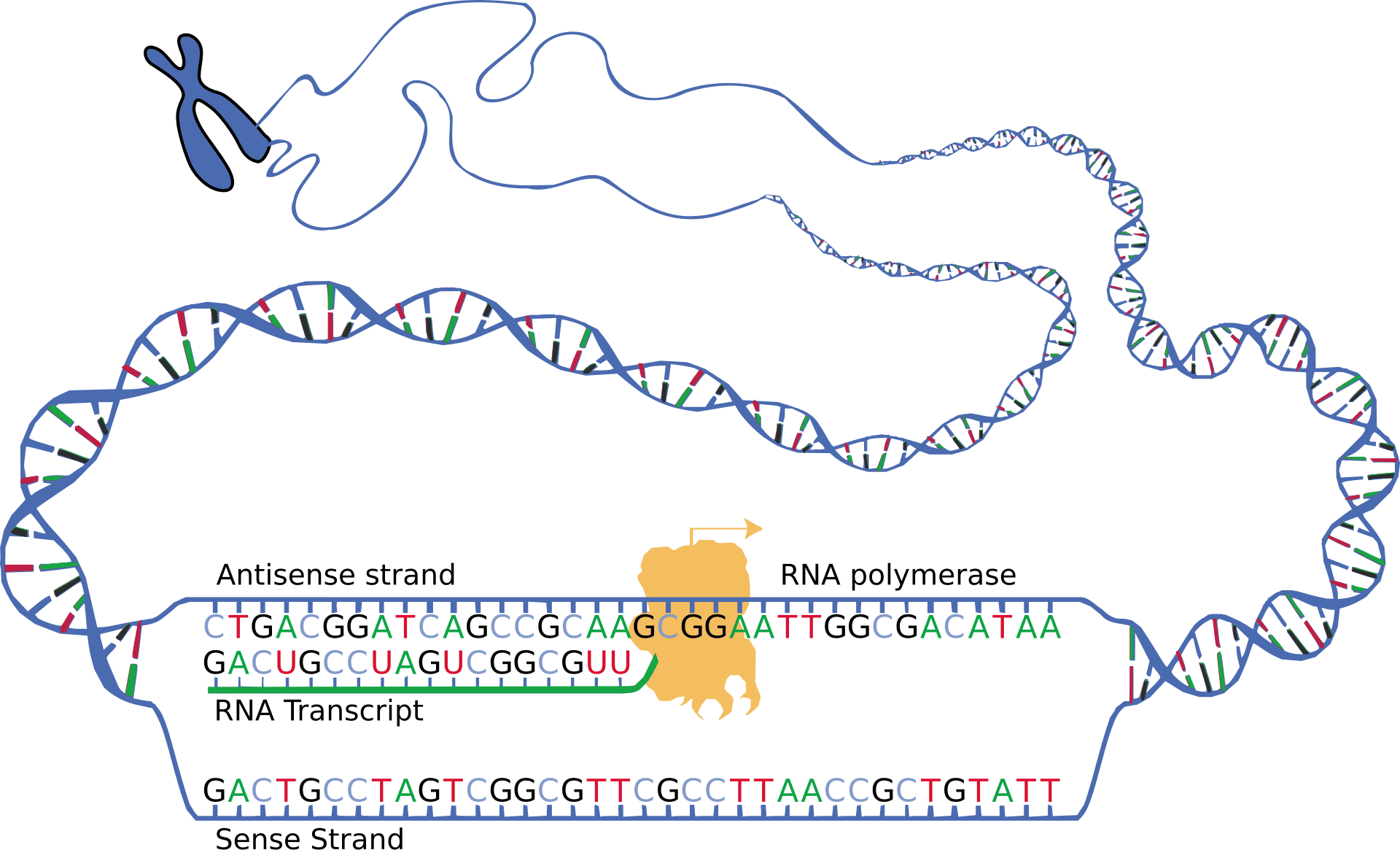 DNA และ RNA เป็นกลไกพื้นฐานในพันธุกรรมมนุษย์