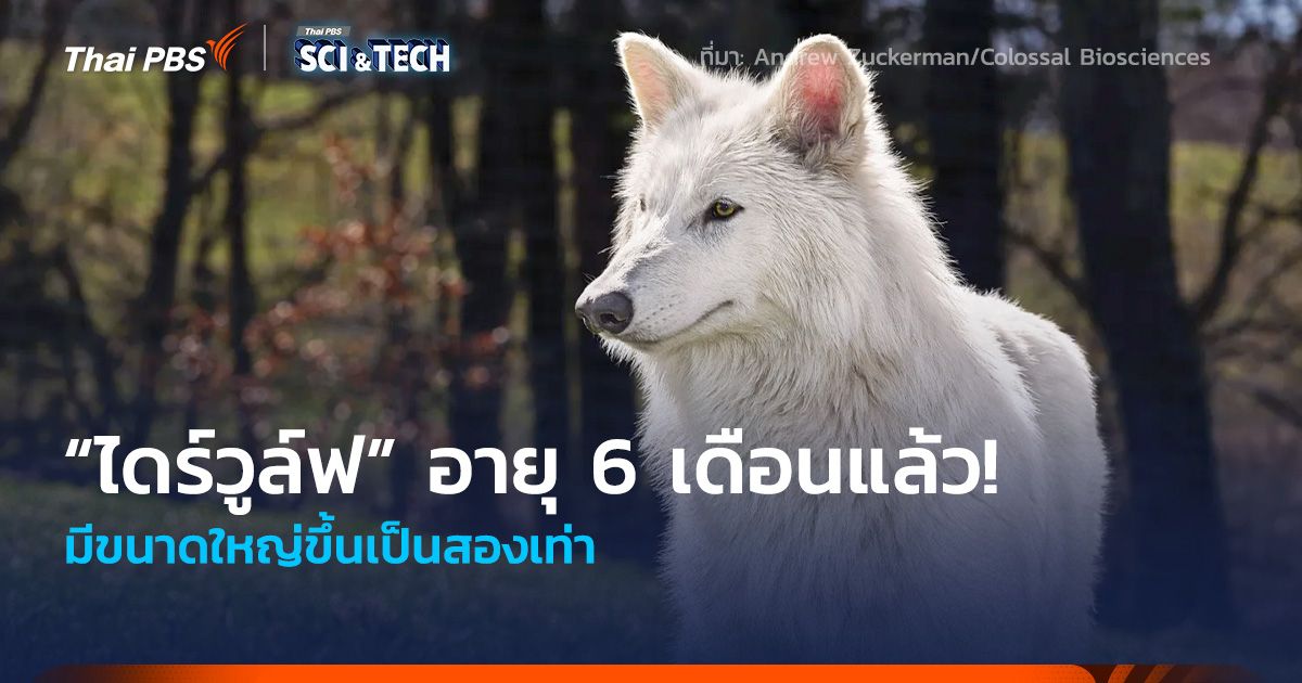 อายุ 6 เดือนแล้ว! “ไดร์วูล์ฟ” (Dire Wolves) มีขนาดใหญ่ขึ้นเป็นสองเท่า