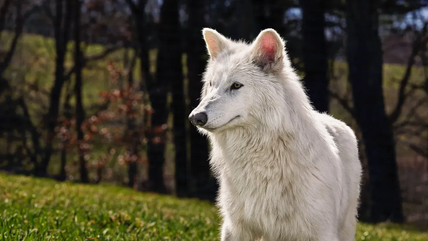 “หมาป่าไดร์วูล์ฟ” (Dire Wolves) ภาพจาก Andrew Zuckerman/Colossal Biosciences