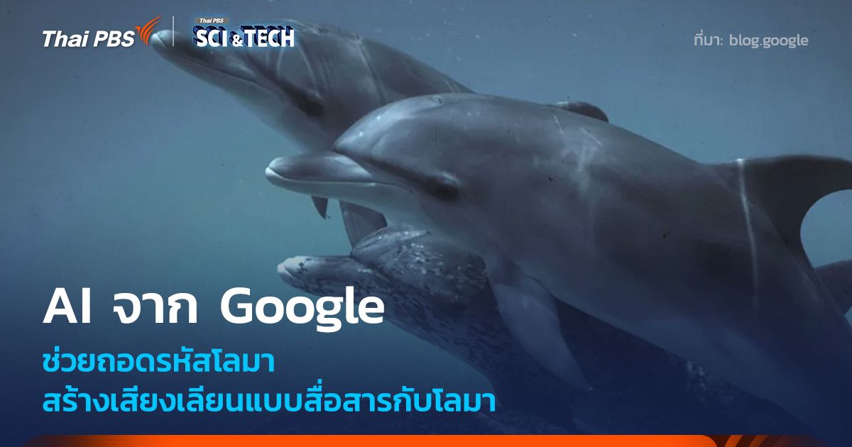 AI จาก Google ช่วยถอดรหัส สร้างเสียงเลียนแบบสื่อสารกับโลมา