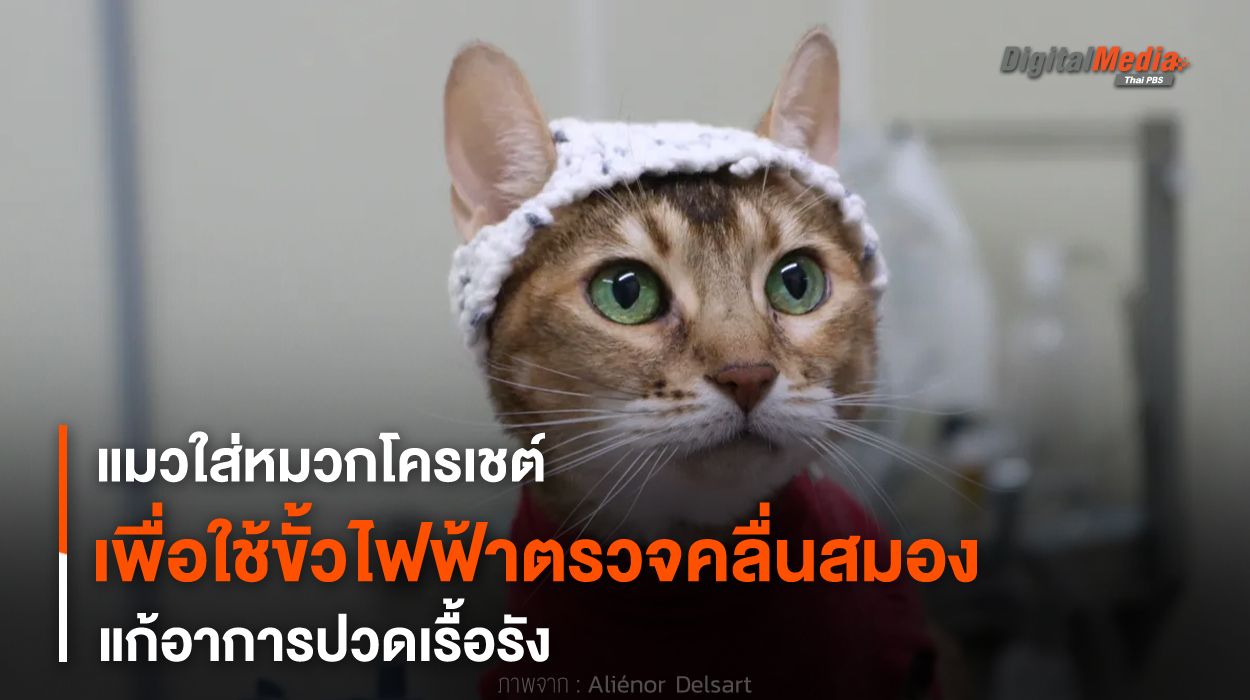 แมวใส่หมวกโครเชต์ เพื่อใช้ขั้วไฟฟ้าตรวจคลื่นสมองแก้อาการปวดเรื้อรัง