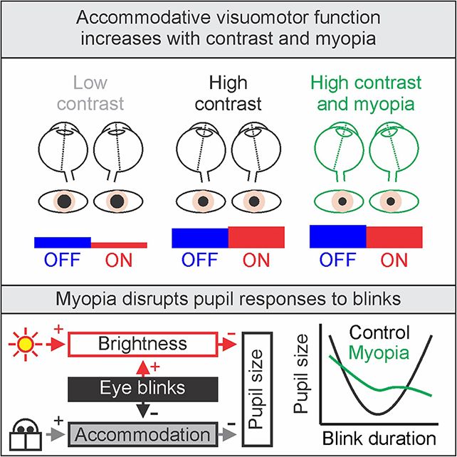 EyeStudy ทีมวิจัยได้ทดสอบภาพที่มีความสว่างและความคมชัดต่างกันกับผู้ที่มีและไม่มีภาวะสายตาสั้น และวัดผลกระทบที่เกิดขึ้น ภาพจาก Maharjan et al., Cell Rep. 2026