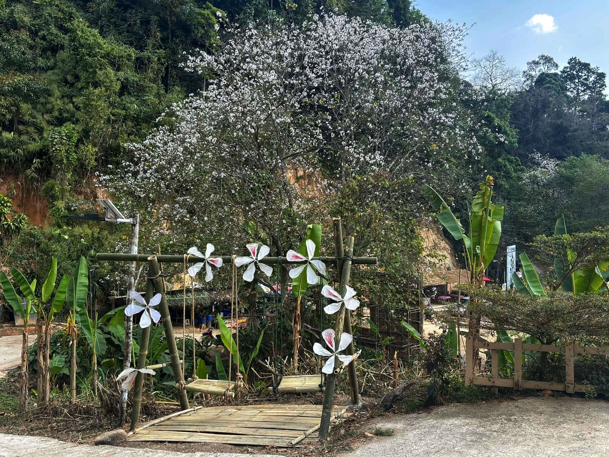 ภาพจาก Facebook ชุมชนบ้านป่าเหมี้ยง นครลำปาง