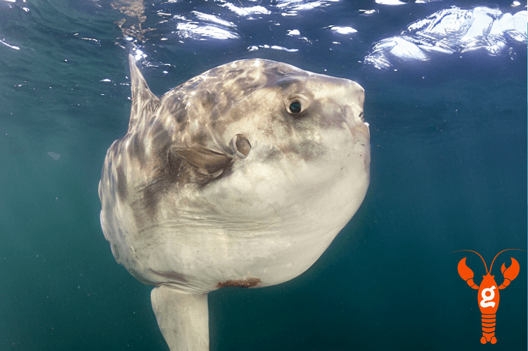 Generated_Mola_mola.png