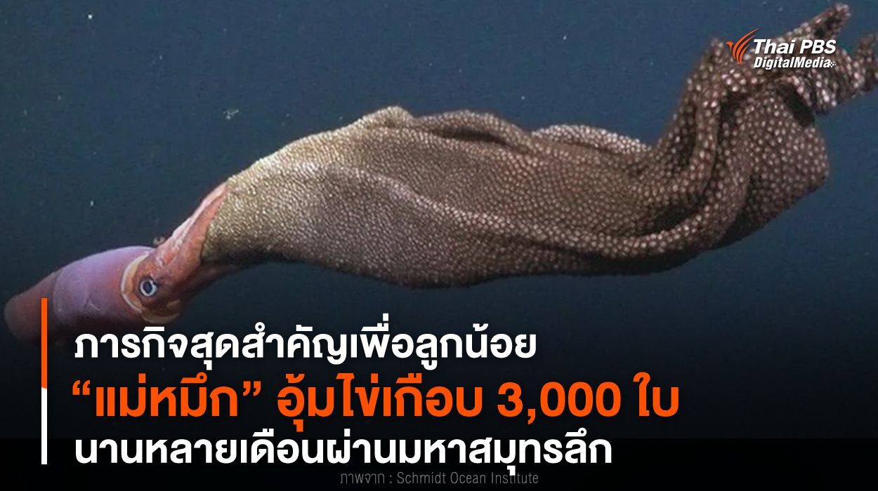 ภารกิจสุดสำคัญ “แม่หมึก” อุ้มไข่เกือบ 3,000 ใบ นานหลายเดือนผ่านมหาสมุทร