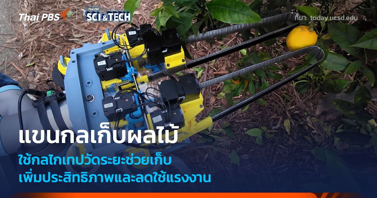 แขนกลเก็บผลไม้ ใช้เทปวัดระยะช่วยเก็บ ลดความเสียหายก่อนถึงผู้บริโภค