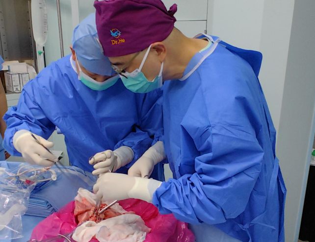 นักวิจัยกำลังเตรียมปอดหมูเพื่อการปลูกถ่าย (He et al., Nat. Med., 2025)