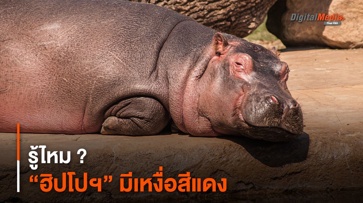 รู้ไหม ? “ฮิปโปฯ” มีเหงื่อสีแดง