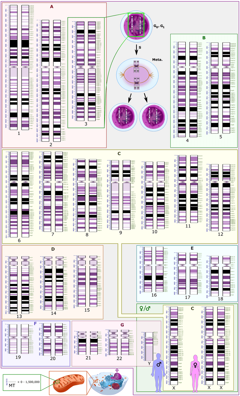 Human Genome Project ได้รวบรวมและจัดเรียงรหัสพันธุกรรมของมนุษย์ได้แถบจะครบถ้วนทั้งชุดในปี 2003 ปัจจุบัน นักวิทยาศาสตร์นับไม่ถ้วนใช้ข้อมูลที่ได้จากโครงการนี้ในการศึกษากลไกทางพันธุกรรมของมนุษย์