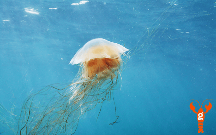 Image1d_Generated_Jellyfish.png