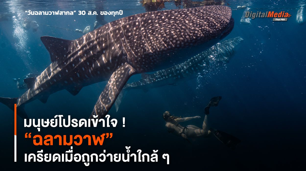 มนุษย์โปรดเข้าใจ ! “ฉลามวาฬ” เครียดเมื่อถูกว่ายน้ำใกล้ ๆ