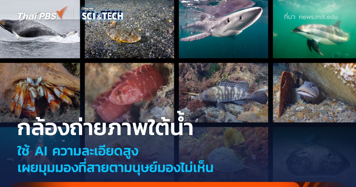 กล้องถ่ายภาพใต้น้ำ AI ความละเอียดสูง เผยมุมมองที่สายตามนุษย์มองไม่เห็น