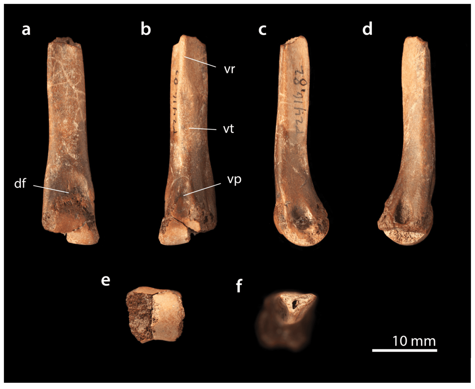 กระดูกฝ่าเท้าชิ้นเล็ก ๆ ที่เป็นจุดเริ่มต้นของทุกสิ่ง ภาพจาก Longrich et al., Biology , 2026