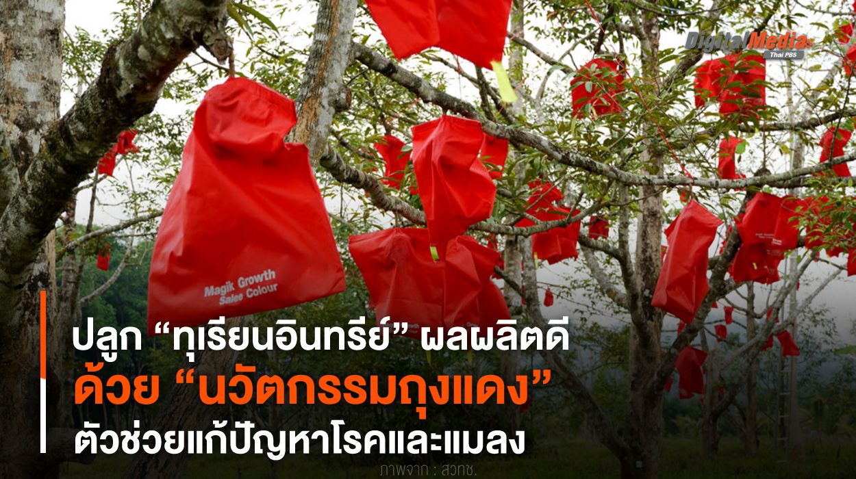 ปลูก “ทุเรียนอินทรีย์” ผลผลิตดี ด้วย “นวัตกรรมถุงแดง” ตัวช่วยแก้ปัญหาโรค-แมลง