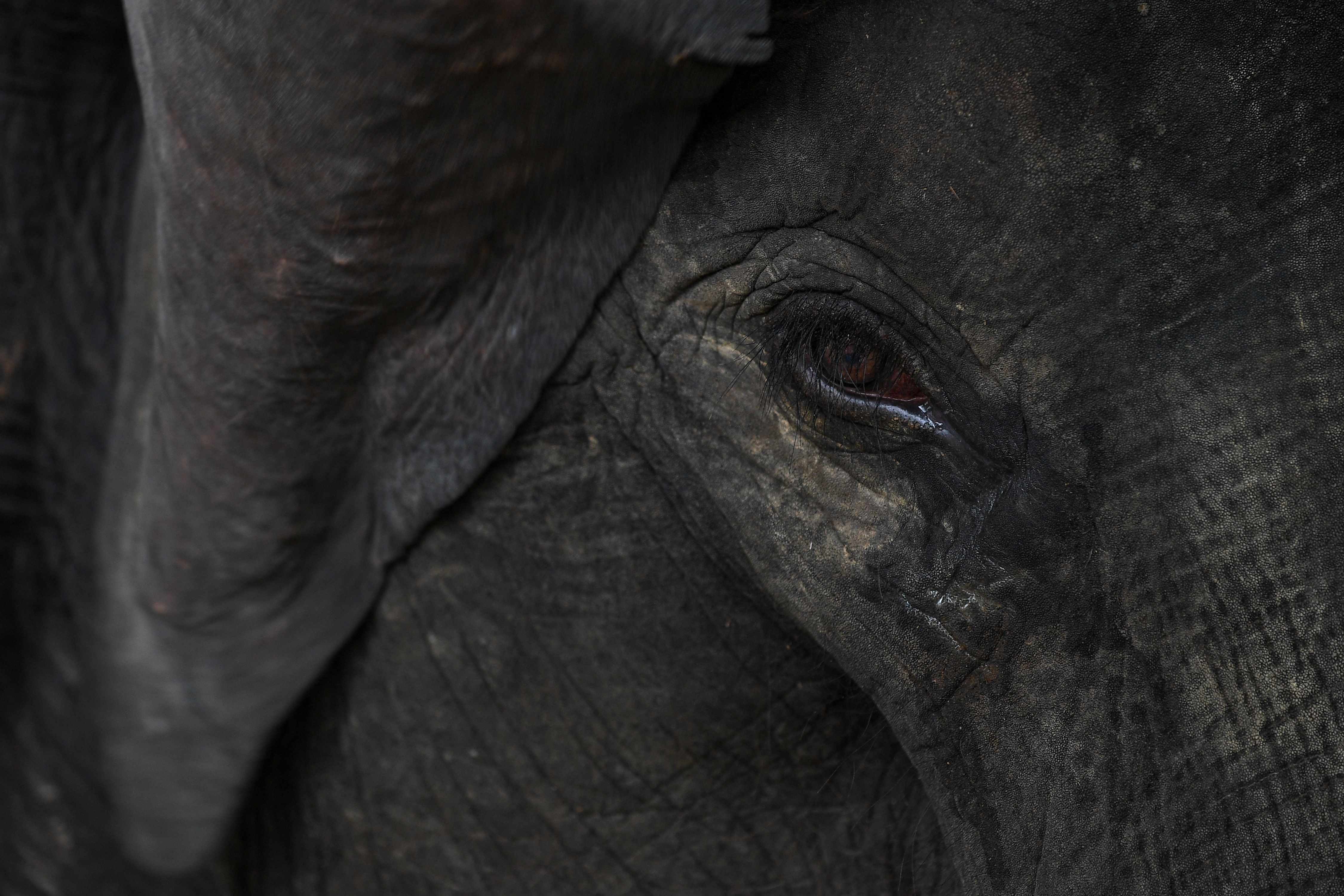 น้ำตาช้างที่อาจไม่ได้เกิดจากความเสียใจ (Photo by Manan VATSYAYANA/AFP)