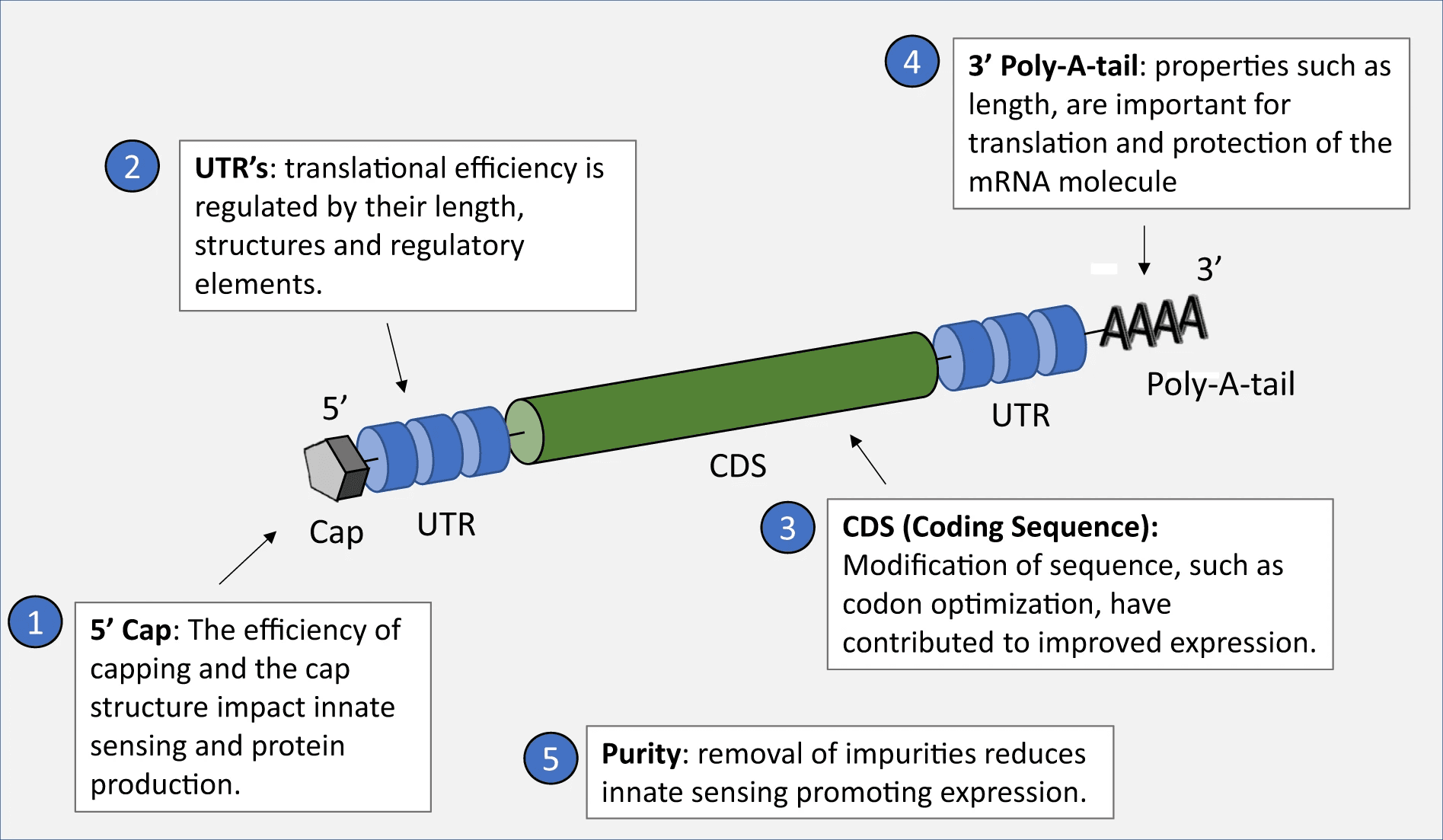 Messenger RNA สามารถถูกดัดแปลงให้สร้างชิ้นส่วนของไวรัสได้ โดยเฉพาะในบริเวณ CDS ซึ่งมีหน้าที่เข้ารหัสโปรตีน