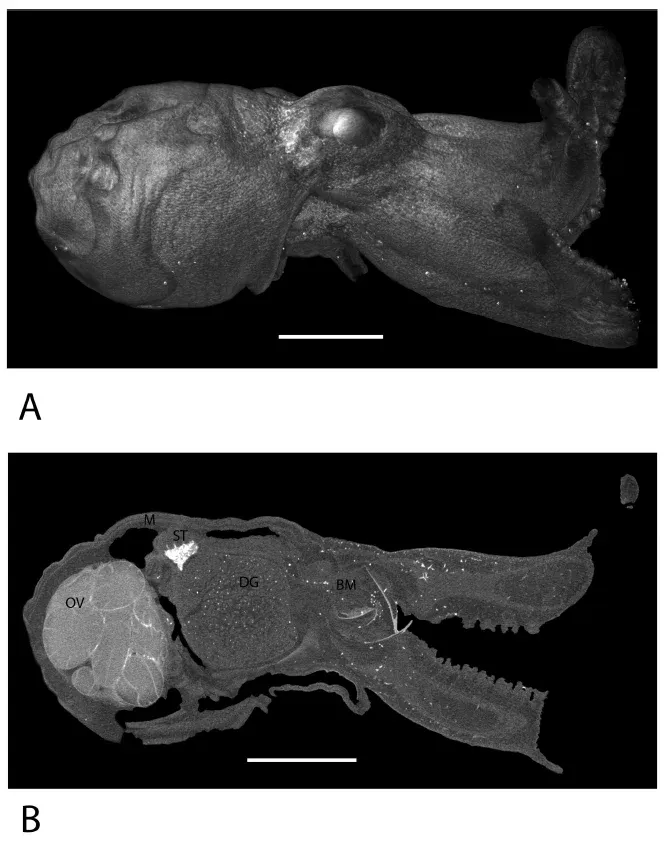 Micro CTScan ของตัวอย่างเผยให้เห็นโครงสร้างภายใน รวมถึงภาพตัดขวางเสมือนของตัวอย่าง ซึ่งประกอบด้วยต่อมย่อยอาหาร (DG) รังไข่ (OV) และกระเพาะอาหาร (ST) ภาพจาก Voight et al., Zootaxa , 2026