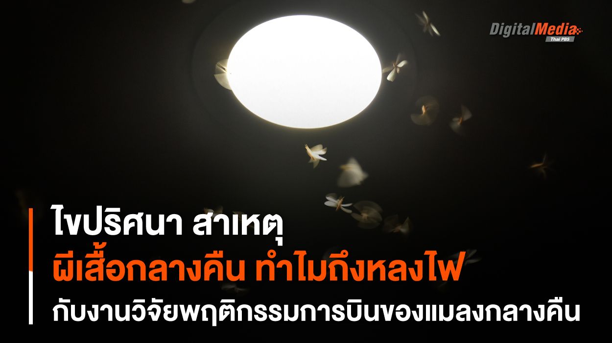 “ผีเสื้อกลางคืน” ทำไม ? หลงไฟ