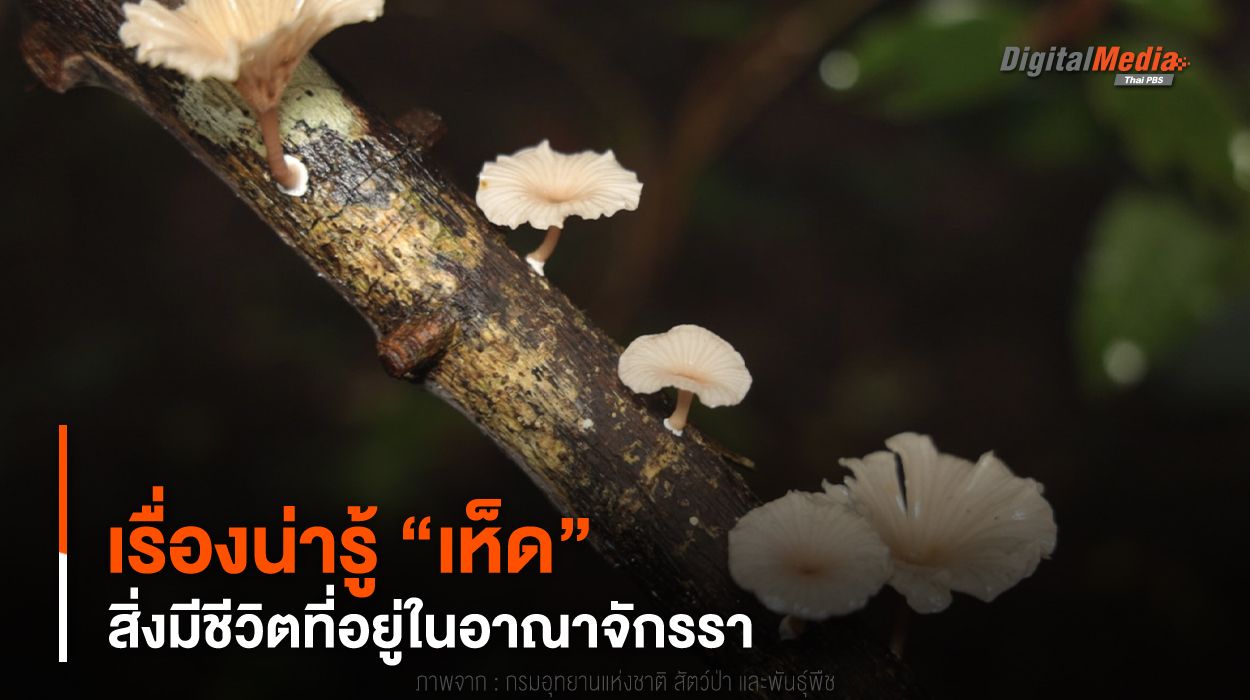 เรื่องน่ารู้ “เห็ด” (Mushroom) สิ่งมีชีวิตที่อยู่ในอาณาจักรรา