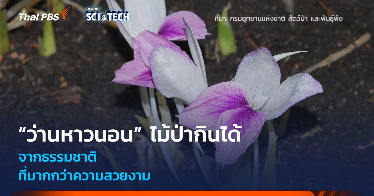 “ว่านหาวนอน” ไม้ป่ากินได้จากธรรมชาติ ที่มากกว่าความสวยงาม